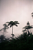 Rain forest, Fiji, South Pacific