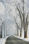 Alley in winter, trees with whitefrost, morning mist, Bavaria, Germany
