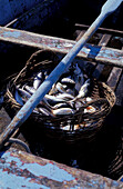 Fische in einem Korb, Pointe de Trevignon, Bretagne, Frankreich