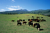 Hana Ranch Cattle, Hana, Maui, Hawaii, USA