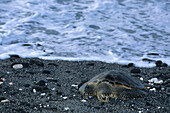 Sea Turtle on Beach, The Fairmont Orchid Hotel, Kohala Coast, Big Island Hawaii, Hawaii, USA