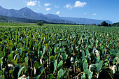 Taro Plantation, Near Hanalei, Kauai, Hawaii, USA