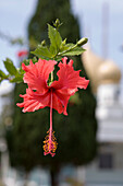 Red Hibiscus on Penang Hill, George Town, Penang, Malaysia, Asia
