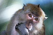 Wild Monkey in Malaysian Forest near Telaga Tujuh Waterfall, Langkawi, Malaysia, Asia