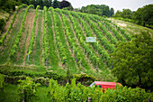 View at a vineyard at the district Grinzing, Vienna, Austria