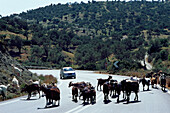 Ziegenherde auf der Straße bei Agios Georgios, Kreta, Griechenland
