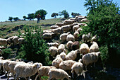 Schafherde bei Kamares, Kreta, Griechenland