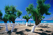 Beach, Trees, Plakais, Crete, Greece