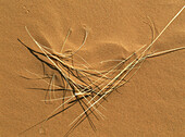 Grass on desert sand, Namib Desert, Namibia, Africa