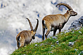 Two ibex on a mountain pasture, Val Mueschauns, Fuorcla Val Sassa, Swiss Nationalpark, Engadin, Graubuenden, Grisons, Switzerland, Alps