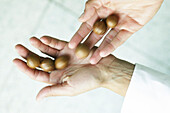 Hands with Macadamia nuts