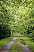 Forest track in spring