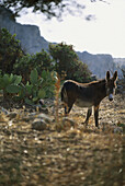 Donkey and coastal landscape, Karpathos, Dodecanese, Greece