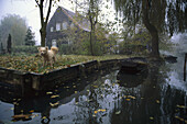 Mixed terrier in garden, Spreewald, Brandenburg, Germany