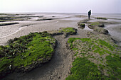 Salzwiesen im Schlickwatt bei Ebbe, Wattenmeer, Deutschland