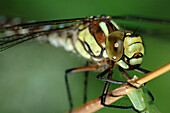 Macro of an Emperor Dragonfly