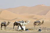 Dromedarys in the desert, Erg Chebbi, Morocco