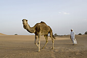 Camel-driver with camel, Erg Chebbi, Morocco