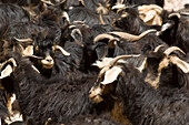 Goats, Todra gorge, Morocco