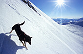 Dog on steep snowy slope, Wildspitze, Tyrol, Austria