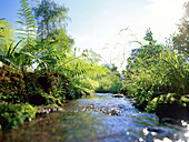 Stream through meadow, Osterseen, Upper Bavaria, Germany