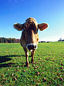 Kuh auf der Wiese, Oberbayern, Deutschland