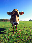 Cows standing on meadow, Upper Bavaria, Germany