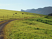 Cows grazing in field, Upper Bavaria, Germany