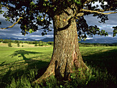 Baum mit Landschaft, Blaues Land, Oberbayern, Deutschland