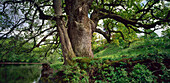 Oak Tree, Woerth Island, Staffelsee, Murnau, Landkreis Garmisch Partenkirchen, Upper Bavaria, Germany