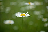 Daisy (Bellis perennis) in field (focus on flower head)