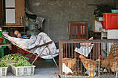 old town, Lao Xi Men,Schlafende Frau, Gemüse und Geflügelverkauf in der Altstadt, sleeping woman, vegetable and live chicken sales shop, Old town, living with animals