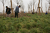 Luchao ,"Luchao Harbour City", 300, Luchao Lake, landscaping