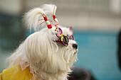 sunglasses, pet, fashion, clothes, clothing, fashionable, Pekingnese, lap dog