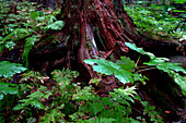 gemäßigter Regenwald im Chikoot State Park, Haines, Alaska, USA