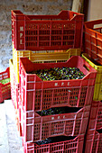 Red boxes filled with olives, Umbria, Italy