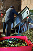 olivenpresse, oliven, umbrien, italien