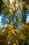 Englischer Garten im Herbst, München, Bayern, Deutschland
