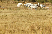 Costa Brava,Horses in National Park, Parc Natural dels Aguamolls, Costa Brava, Catalonia Spain