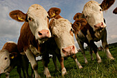 Flock of cows, front view