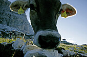 Kühe auf Almwiese, Dolomiten, Italien