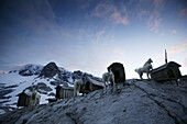Five huskies at dachstein mountain, Austria