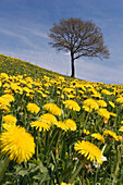 Meadow with dandelions and lonely tree, Upper Bavaria, Germany