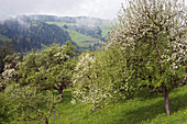 Apple trees in blossom, Alpbach Valley, Austria