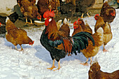 Cock with hens in winter, Bavaria, Germany