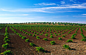 Vineyard,near Almendralejo, Province of Badajoz, Extremadura, Spain