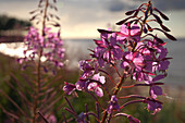 Blumen am Strand, Dirhami, Läänemaa, Westestland, Estland