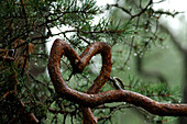 pine branch looking like a heart, Läänemaa, Western Estonia, Estonia