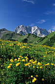 Trollblumen mit Lamsenspitze und Schafkarspitze, Karwendel, Tirol, Österreich
