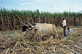 Ox and Workers in Sugarcane Field,Vunitogoloa, Viti Levu, Fiji